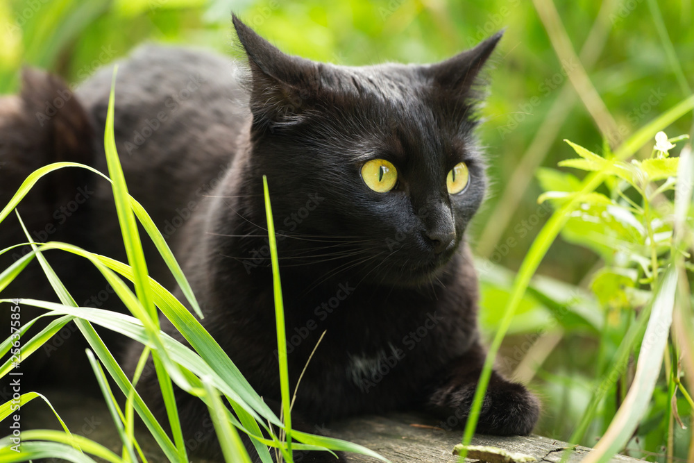Beautiful bombay black cat with yellow eyes and attentive look in green grass in nature	