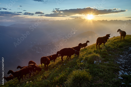 Sheeps flock on Pavione Mountain at sunset, Primiero, Trentino, Italy 