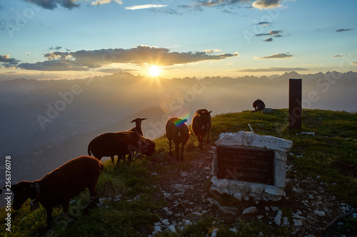 Sheeps flock on Pavione Mountain at sunset, Primiero, Trentino, Italy 