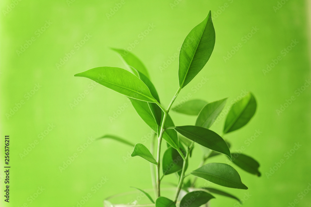 tea leaves branch tea leaves branch