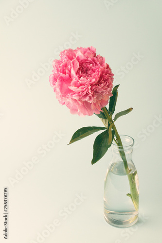 Pink peony flower in a glass bottle on pastel background