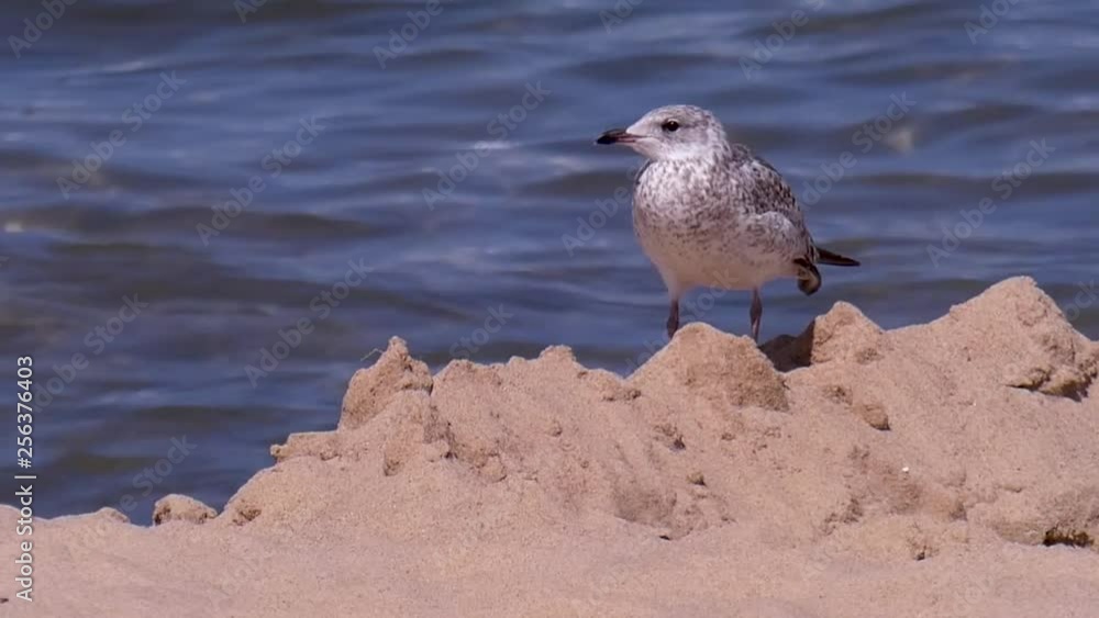 Immature seagull stands on ruins of a sandcastle at water's edge. Immature seagull stands on ruins of a sandcastle at water's edge.