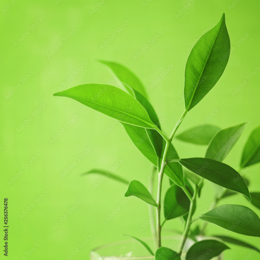 Obraz premium tea leaves branch