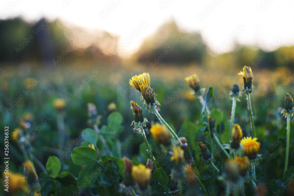Obraz premium dandelions in a field at sunset