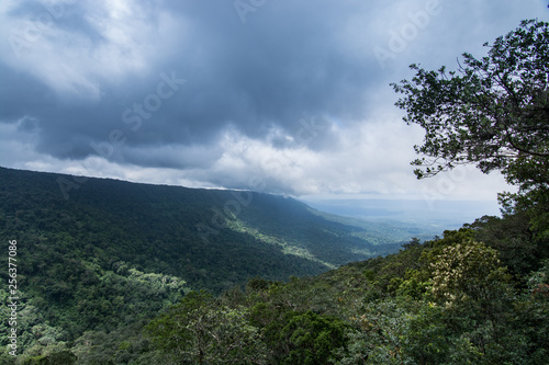 Green forest landscape