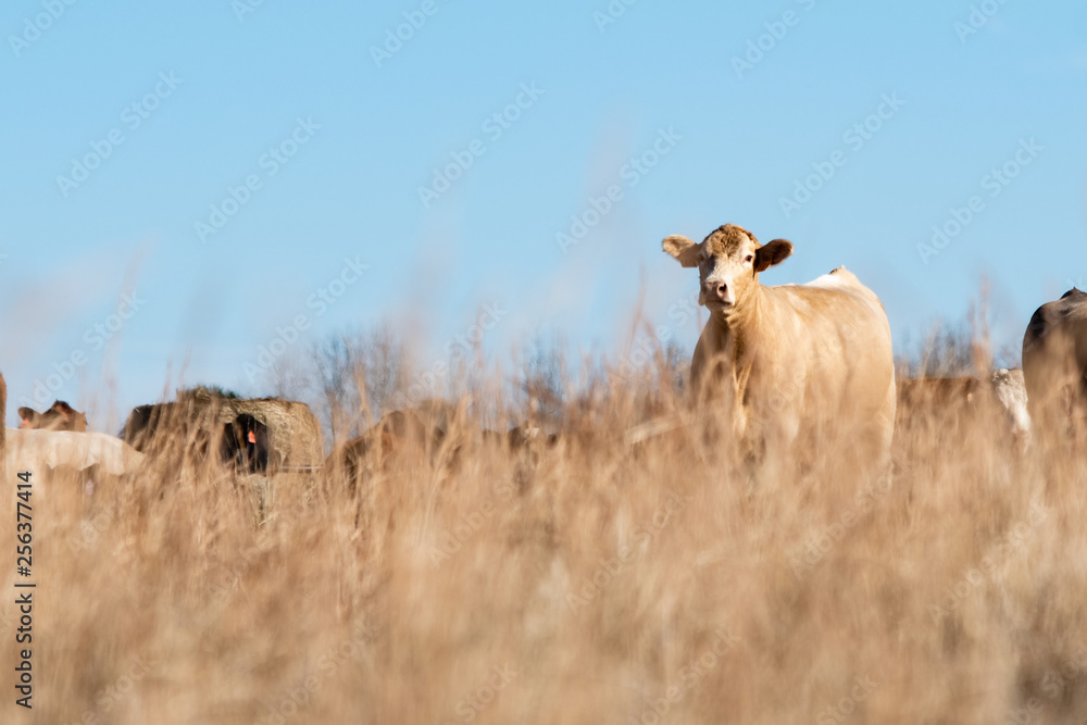 Blond beef cow as viewed thru dead grass