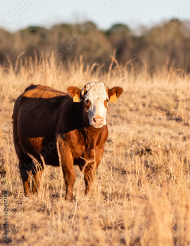 Simmental crossbred cow at golden hour