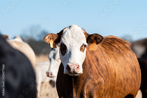 Wallpaper Mural Tiger-striped commerical cow Torontodigital.ca