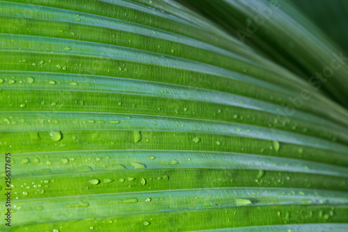 Macro close-up of Johannesteijsmannia altifrons palm's green wet leaf, abstract full frame natural texture background. photo