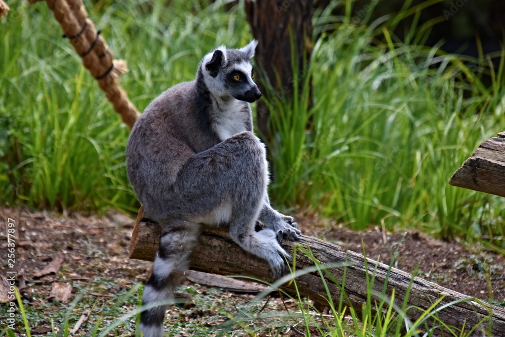 Obraz premium Lemur, belongs to the order of primates, a snapshot of a zoo