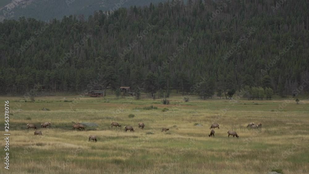 Heard of elk in field Heard of elk in field