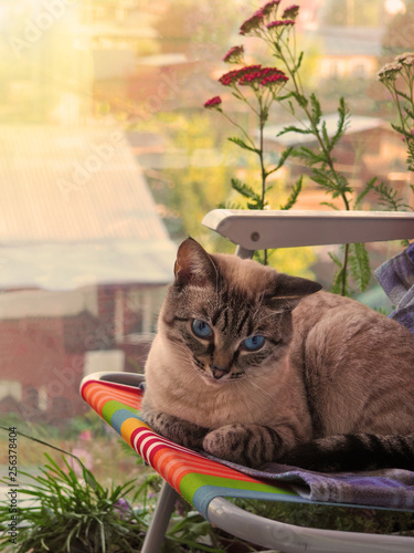 Beige cat chilling out at the balcony on a chair photo