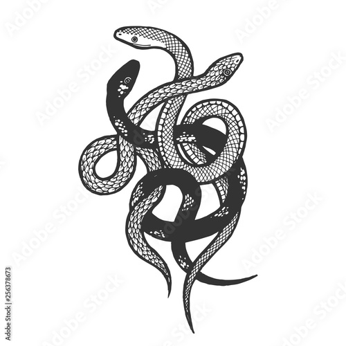 Binded snakes sketch engraving vector illustration. Scratch board style imitation. Hand drawn image.