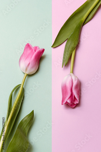 Fototapeta Naklejka Na Ścianę i Meble -  Two pink tulip flowers on pink and green half background. Spring concept, assymetry, minimalism