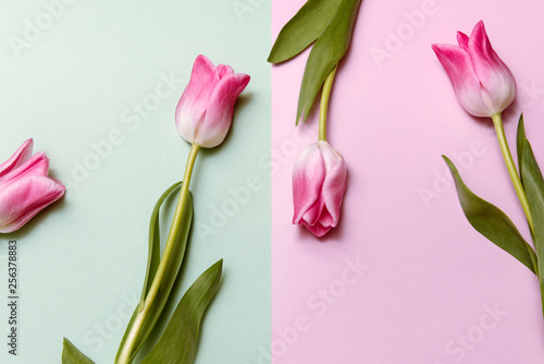Fototapeta Naklejka Na Ścianę i Meble -  Pink tulip flowers on pink and green half background. Spring concept, minimalism