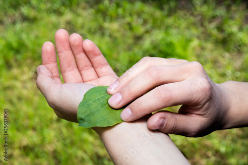 plantain leaf in human hands wound treatment © popov_ariel