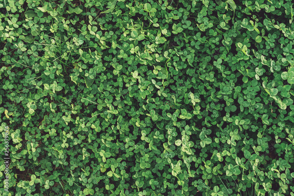 Green field background Green field background