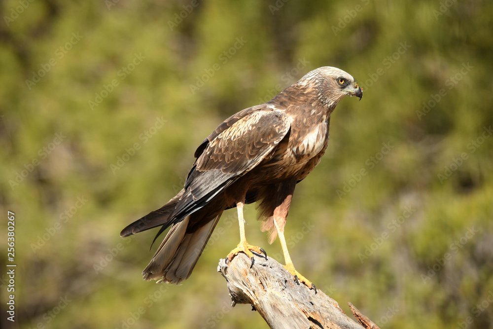 Aguila lagunero macho Aguila lagunero macho