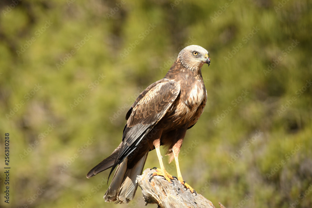Aguila lagunero macho Aguila lagunero macho