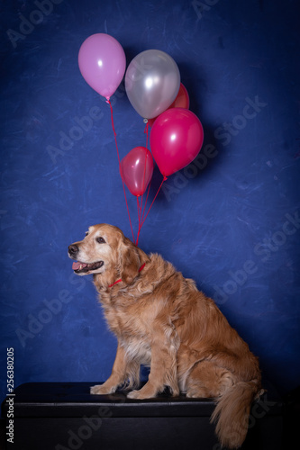 happy golden retrievr dog  sitting with coloured balloons, blue background photo