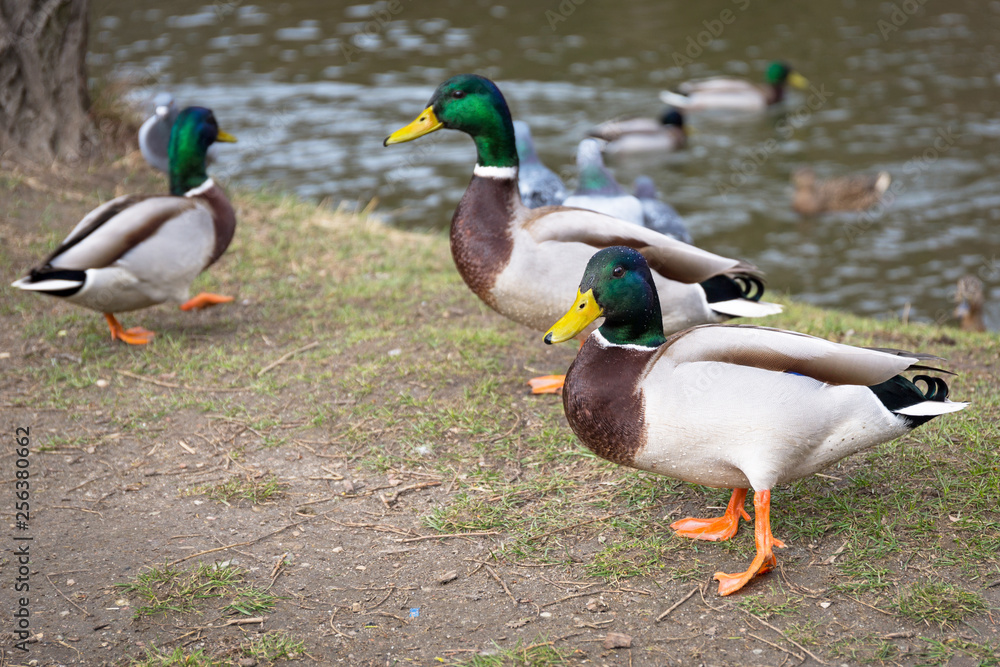Ducks in the park at spring, Poland Ducks in the park at spring, Poland