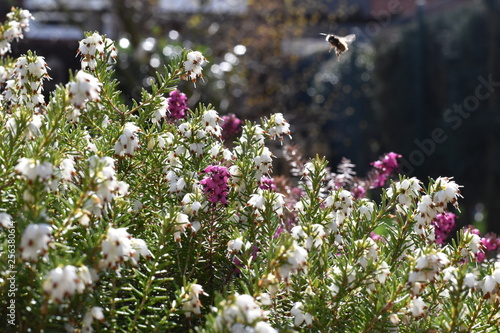 Schneeheide (Erica carnea) mit Insekt photo