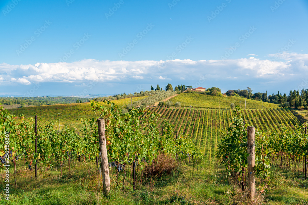 Herbstlandschaft auf einem Weingut in der Toskane im Herbst krz vor der Weinernte
