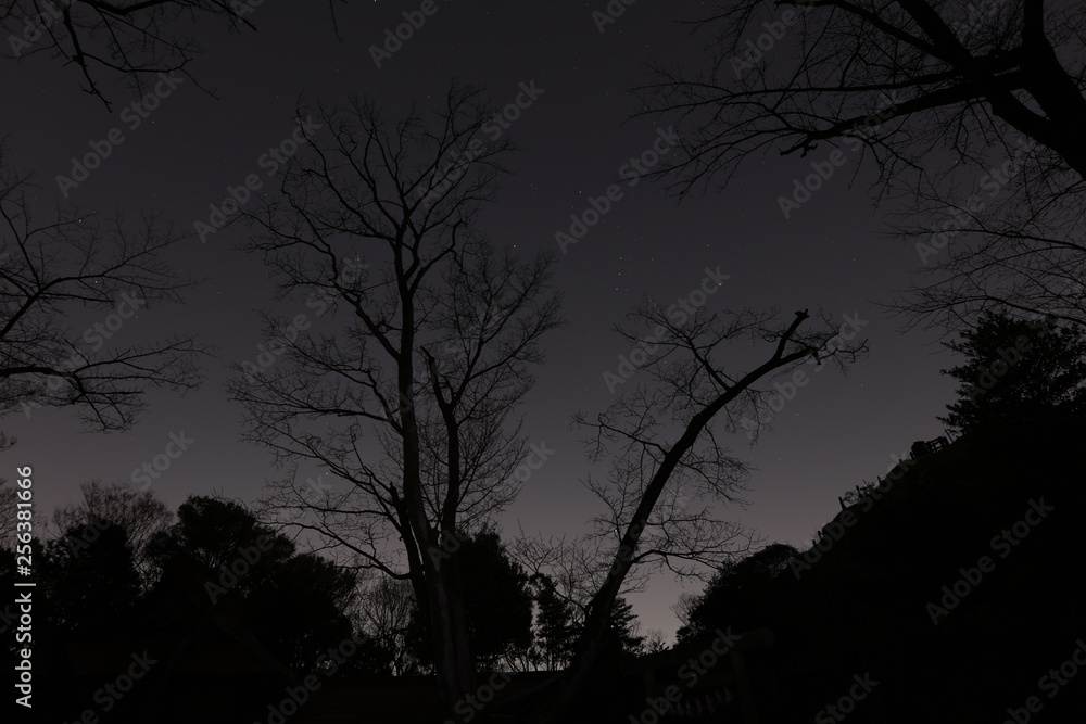 星空と木のシルエット 星空と木のシルエット