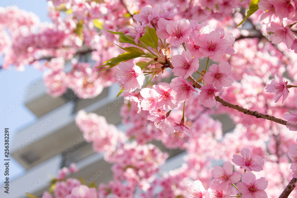 背景にマンションが見える河津桜 背景にマンションが見える河津桜
