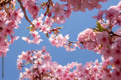 青空と河津桜の満開のクローズアップ