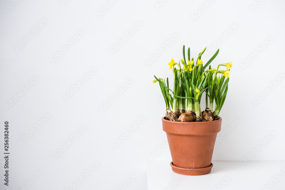 Fresh natural yellow daffodils in ceramic pot on white table near empty wall