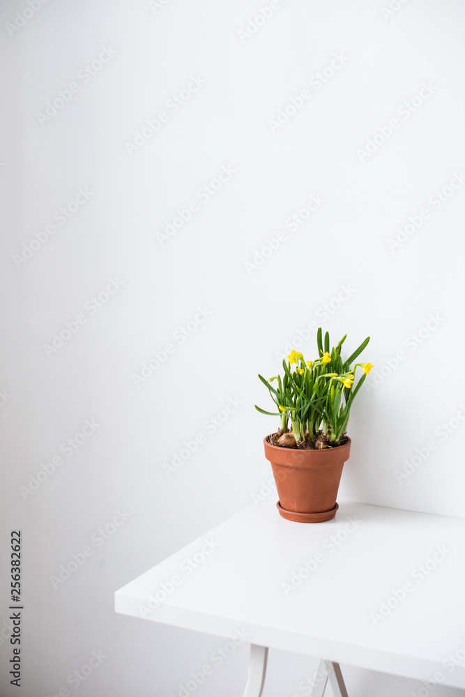 Fototapeta Fresh natural yellow daffodils in ceramic pot on white table near empty wall