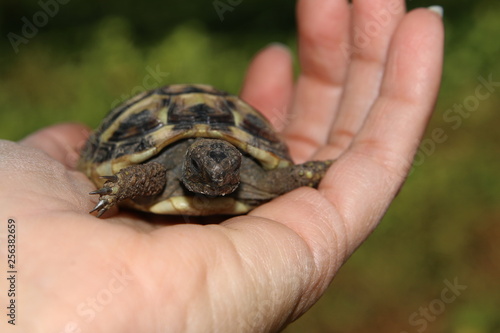 Testudo Hermanni baby tortoise