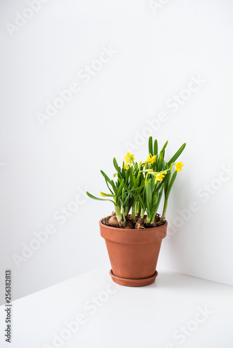 Fototapeta Naklejka Na Ścianę i Meble -  Fresh natural yellow daffodils in ceramic pot on white table near empty wall