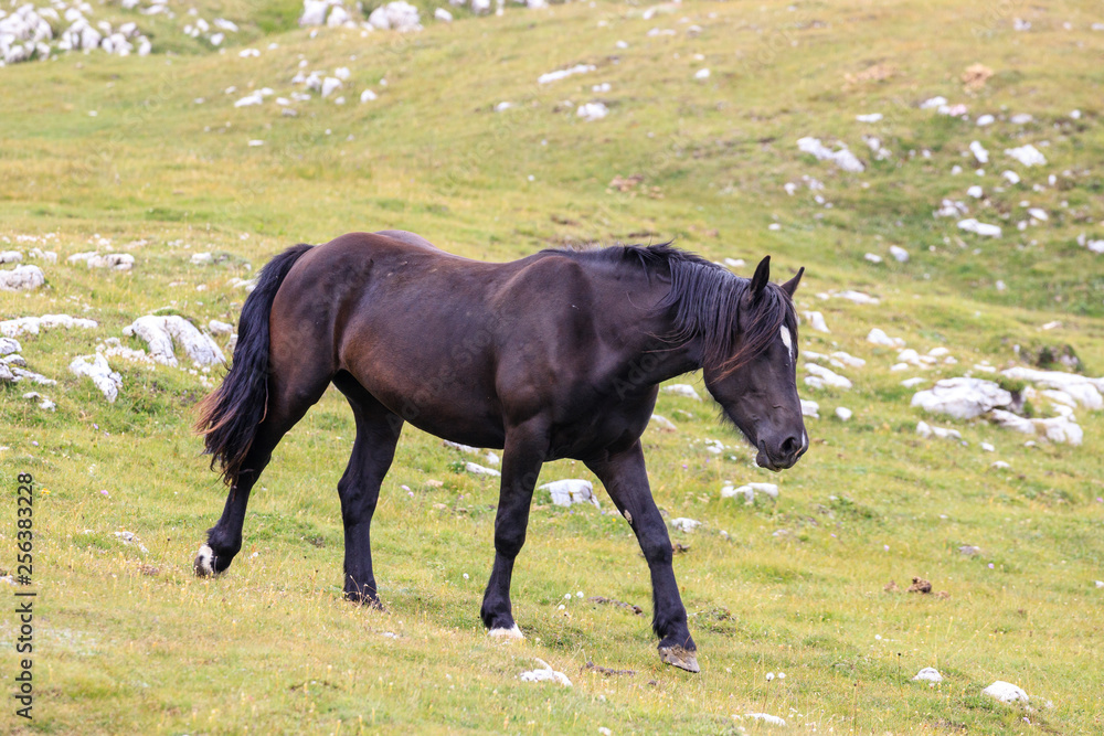 cavallo al pascolo in val Badia cavallo al pascolo in val Badia