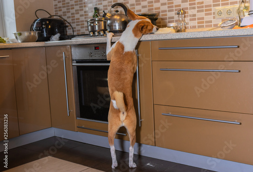 Hungry basenji dog nibbling pizza dough on a kitchen bar while being home alone photo