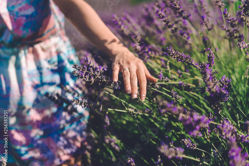 Girl hand touching lavender blossom on meadow. Blooming lavender field with purple flower bushes in Vojvodina, Serbia. Summer floral bloomfield with violet herbs. Blossoming french lavender flowers. photo