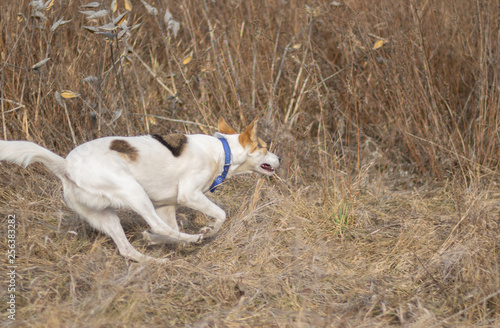 Mixed-breed white dog galloping in wild grass while hunting outdoors