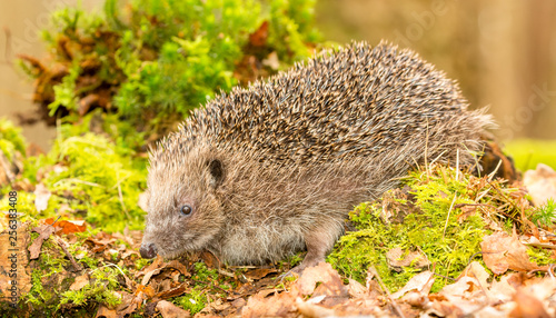 Hedgehog, (Erinaceus Europaeus) wild, native, European hedgehog in natural woodland setting with green moss and leaves. Facing left. Copyspace. Landscape. Horizontal.