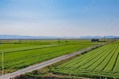 麦畑と道路　Wheat field＆road　佐賀平野　佐賀県