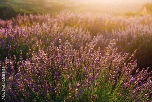 Blooming lavender field with golden evening light in Serbia. Summer rural landscape, bloomfield with purple herbs. Blossoming meadow with french lavender purple flower bushes closeup.