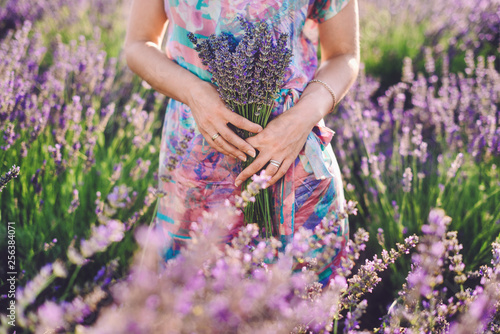 Fototapeta Naklejka Na Ścianę i Meble -  Girl's hand holding french lavender bouquet on meadow. Blooming lavender field with purple flower bushes in Vojvodina, Serbia. Gathering a bouquet of lavender on blossoming bloomfield.