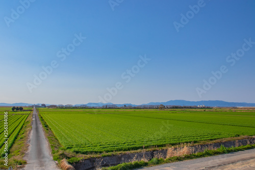 麦畑と道路　Wheat field＆road　佐賀平野　佐賀県 © M・H