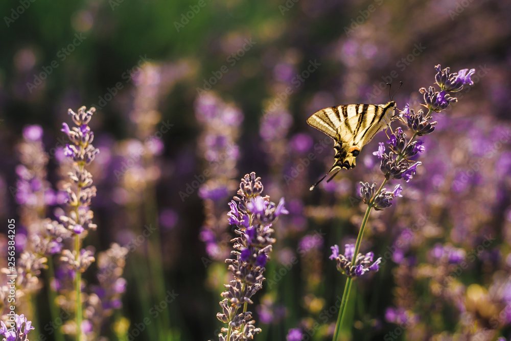 Butterfly on blooming lavender field with purple flower bushes in Vojvodina, Serbia. Summer floral bloomfield with violet herbs closeup view. Blossoming french lavender meadow in golden evening light. Butterfly on blooming lavender field with purple flower bushes in Vojvodina, Serbia. Summer floral bloomfield with violet herbs closeup view. Blossoming french lavender meadow in golden evening light.
