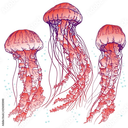 Red jellyfish set. Vector illustration.