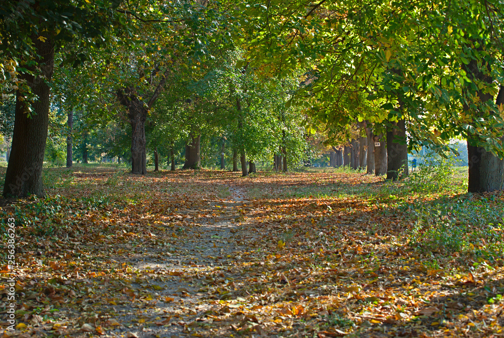 Footpath in park covered with fallen leaves and tree trunks Footpath in park covered with fallen leaves and tree trunks