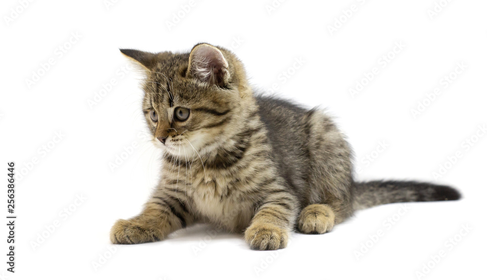 Cute tabby brown kitten lying and looking left isolated on white background. Newborn kitten, Kid animals and adorable cats concept