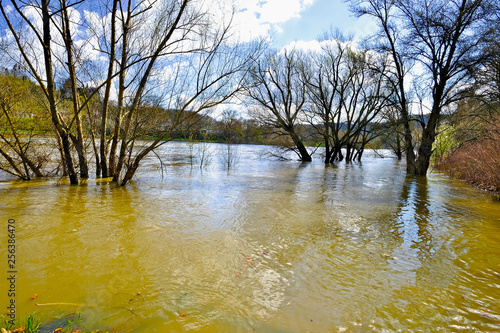 arbres dans rivière