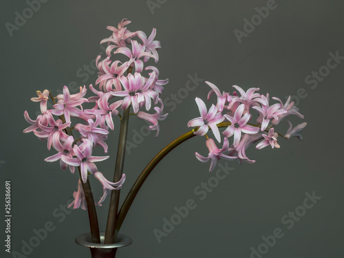 Three pink hyacinths in vase closeup, beautiful spring flower. On plain background with copyspace. Naturalized, not perfect. photo