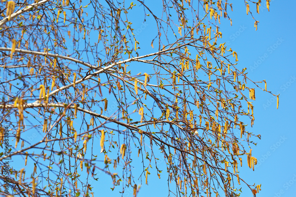 Birch tree (Lat. Betula) branches with young green leaves and flowered clusters on a spring sunny day against a blue sky. Natural background. Allergic reactions to birch pollen Birch tree (Lat. Betula) branches with young green leaves and flowered clusters on a spring sunny day against a blue sky. Natural background. Allergic reactions to birch pollen
